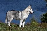 SIBERIAN HUSKY 504